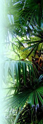 Trachycarpus fortuneiJC Raulston Arboretum ©