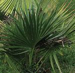 Sabel minor Antonie van den Bos ©