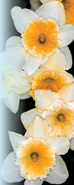 Narcissus 'Barrett Browning' Dennis Werner © 