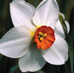 Narcissus 'Cantabile' Dennis Werner © 