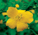 Kerria japonica Connie Little © 