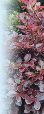 Purple Diamond ™ Plant Development Services Inc © 