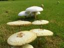 Cluster of large white mushrooms growing in a grassy field