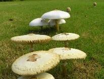 Cluster of large white mushrooms growing in a grassy field