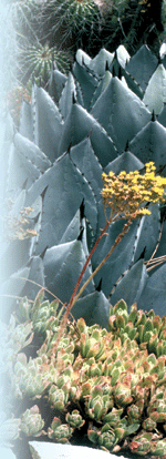 Agave parryi Robert E. Lyons ©