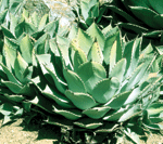 Agave parryi Robert E. Lyons © 