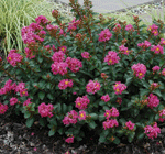 'Pocomoke' Robert E. Lyons © 