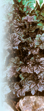 'Palace Purple' Robert E. Lyons © 