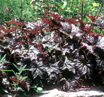 'Palace Purple' Robert E. Lyons © 