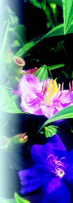 Tibouchina urvilleana JC Raulston Arboretum © 