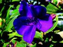 Purple five-petaled flower surrounded by green leaves