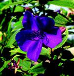Tibouchina urvilleana JC Raulston Arboretum ©