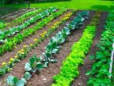 vegetable garden