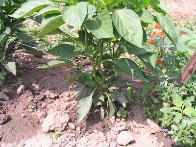 Acetic Acid (Vinegar) as an Herbicide - New Crops & Organics | NC State  Extension