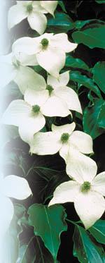 Cornus kousaPhoto by Robert E. Lyons