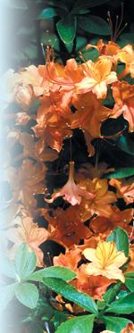 Flame Azalea
