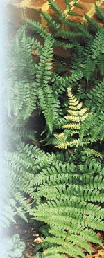 Autumn Fern Photo by Robert E. Lyons