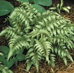 Japanese Silver Painted FernPhoto by Robert E. Lyons