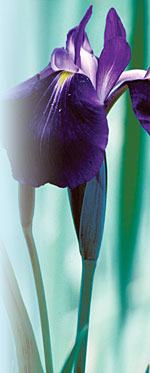 I. ensata Robert E. Lyons ©