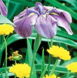 I. ensata Robert E. Lyons ©