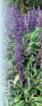'Mexican Bush Sage'Photo by Robert E. Lyons