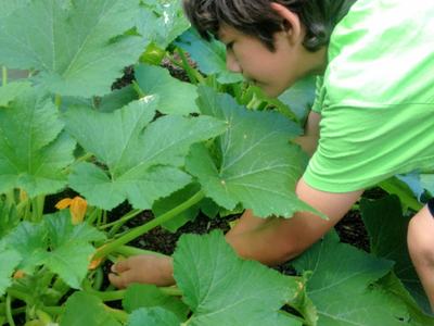 boy picking squash