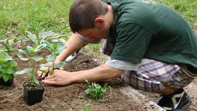 Young Man Planting at Bullington Gardens