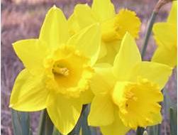Four yellow daffodil flowers with trumpet-shaped centers and green stems