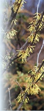 Witchhazel