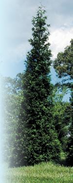 'Green Giant'All photos by Todd Lasseigne