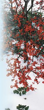WinterberryPhoto by Robert E. Lyons
