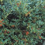 Blue Holly Photo by Robert E. Lyons