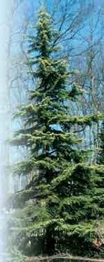 Cedrus deodara Todd Lasseigne