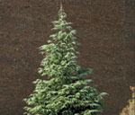 Cedrus deodara Todd Lasseigne