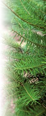 Japanese Fir JC Raulston ©