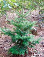Japanese Fir Bryce Lane © 