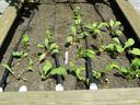 Raised wooden bed with young leafy vegetable seedlings and drip irrigation lines