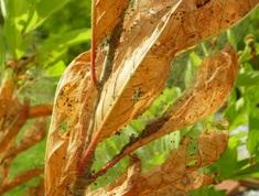 When small, fall webworms only eat the leaf surface, causing the remaining part of the leaf to turn brown. 