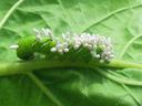 This hornworm was parasitized by braconid wasps.  Although the white bodies look like “eggs”,  they are actually tiny wasp cocoons. Photo: Demetri Tsiolkas