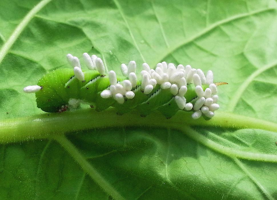 This hornworm was parasitized by braconid wasps.  Although the white bodies look like “eggs”,  they are actually tiny wasp cocoons. Photo: Demetri Tsiolkas