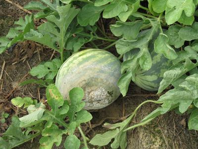 Phytophthora capsici fruit rot on watermelon. Note the water-soaked lesion covered with white spores that look like powdered sugar (Photo Dr. Lina Quesada, NCSU Vegetable Pathology Lab).
