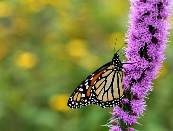 Liatris spicata
