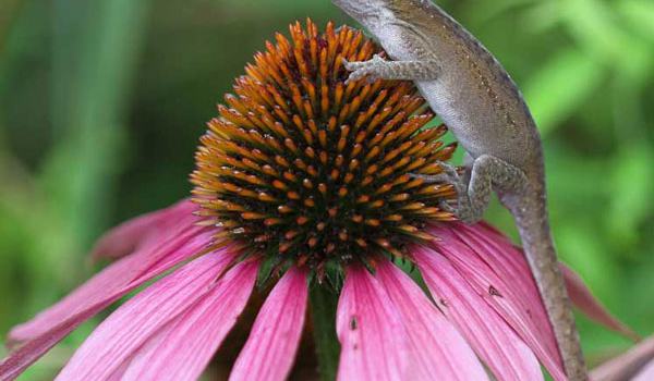 Pollinator Paradise