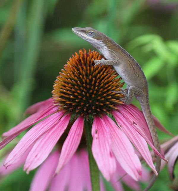 purple coneflower