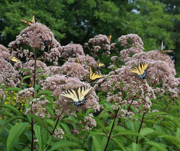 Eupatorium dubium
