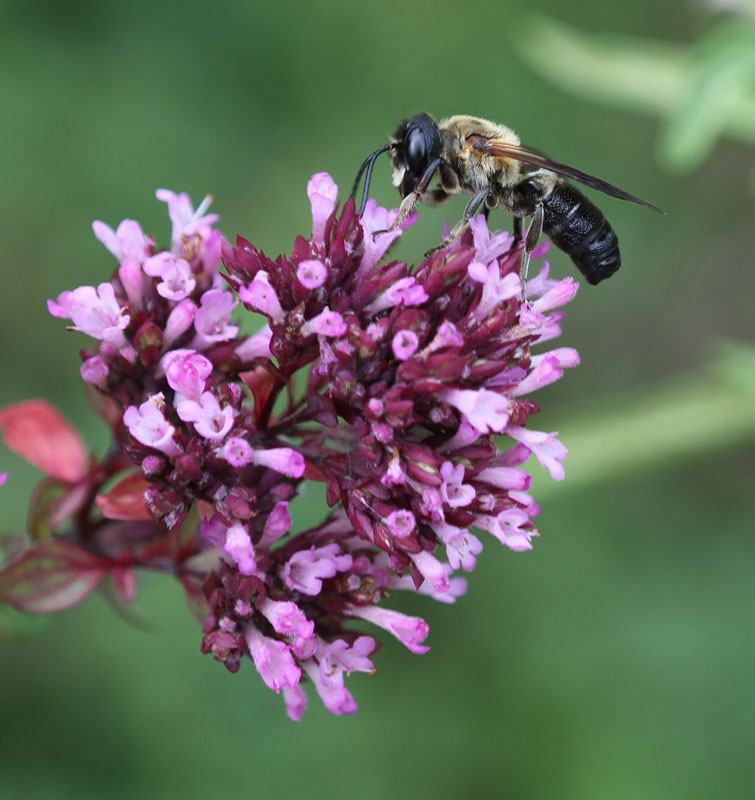 ornamental oregano