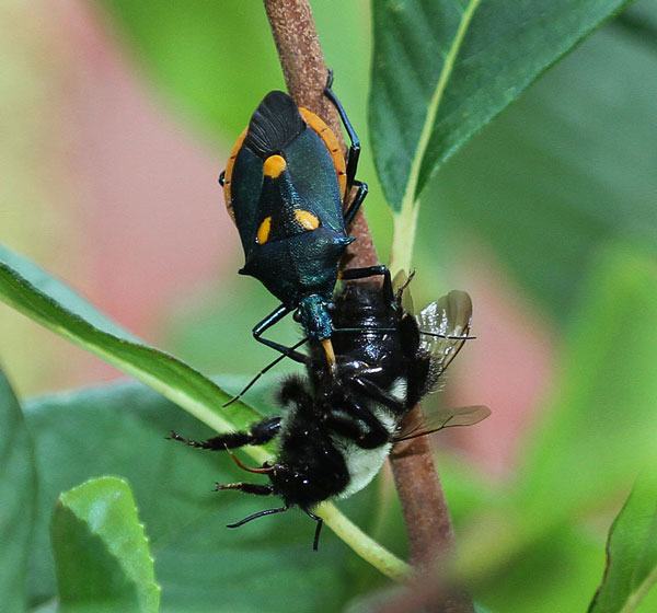 Florida predatory stink bug with bumble bee