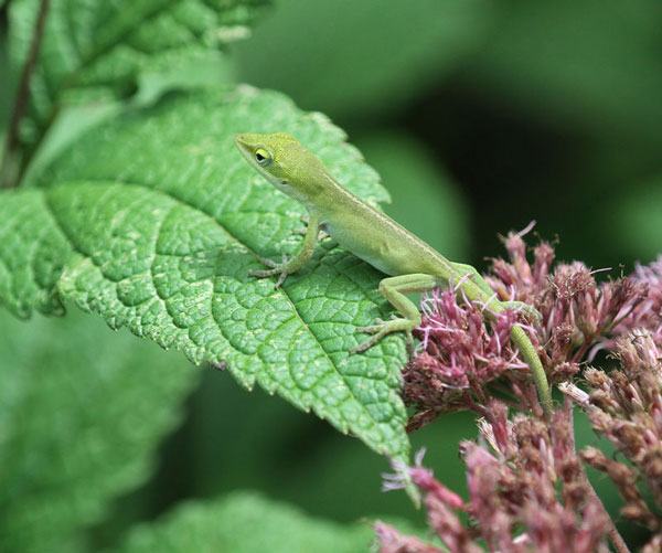 Carolina anole