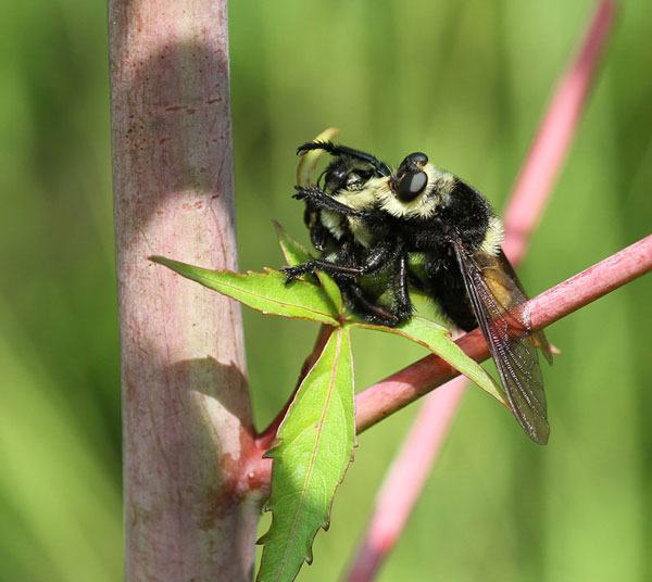 Robber fly 