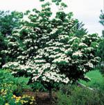 Cornus kousaPhoto by Robert E. Lyons